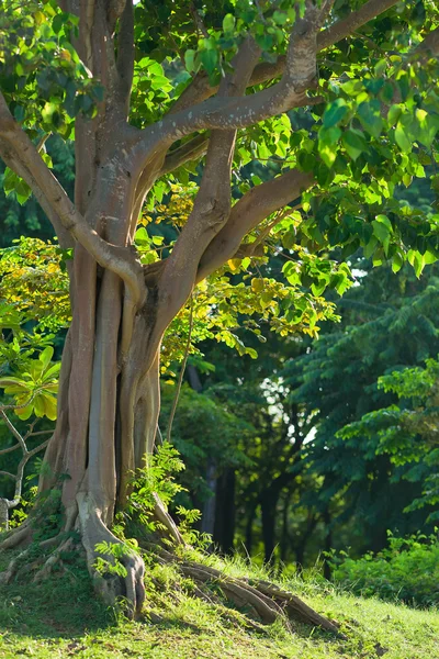 Baum im Park — Stockfoto