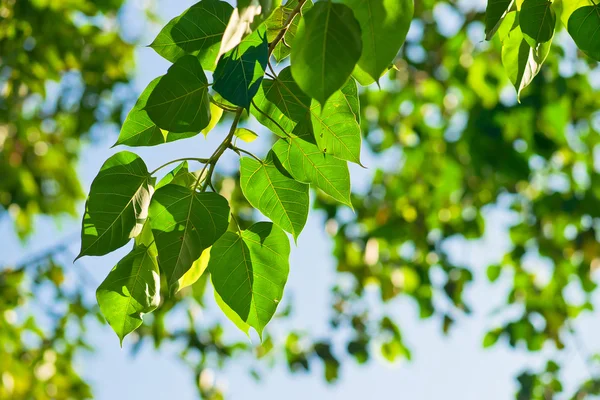 Folhas verdes — Fotografia de Stock