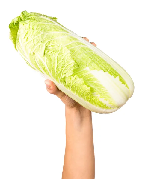 Hand holding cabbage — Stock Photo, Image