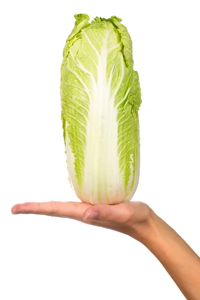 Hand with a cabbage — Stock Photo, Image