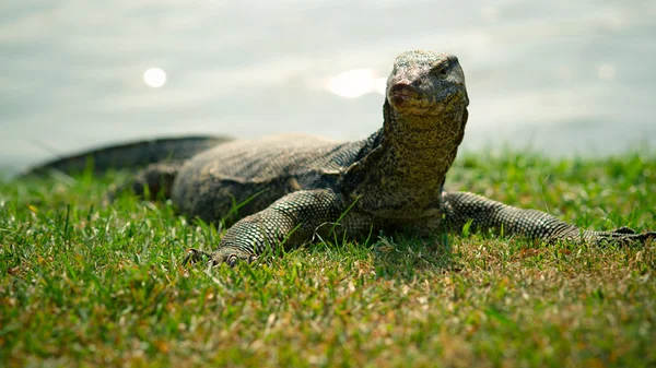 stock image Reptile looking