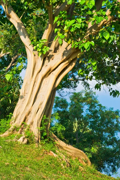 热带树 — 图库照片