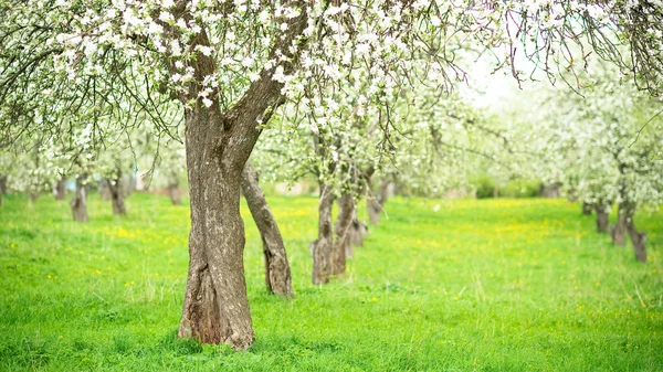 Çiçekli Elma Ağaçları — Stok fotoğraf