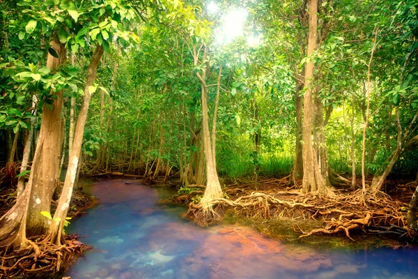 Mangroves — Stock Photo, Image