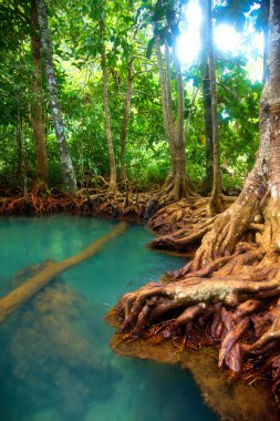 Mangrove Ormanı