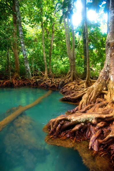 Foresta di mangrovie — Foto Stock