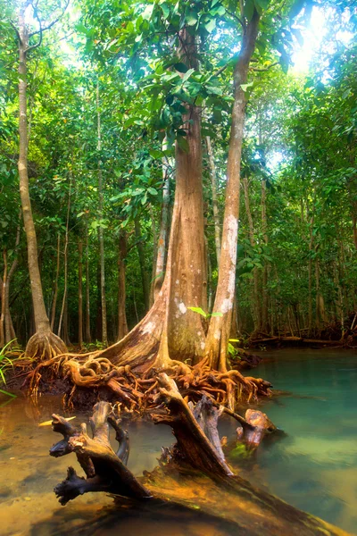 stock image Swamp forest
