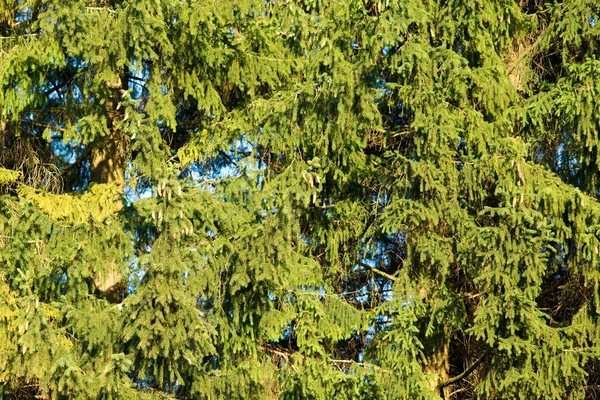 Drzew iglastych — Zdjęcie stockowe