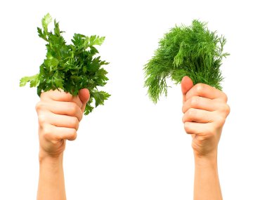 Parsley and dill clipart