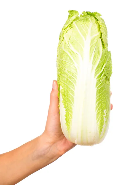 Cabbage in the hand — Stock Photo, Image