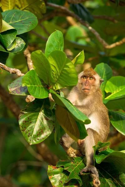 stock image Wild monkey