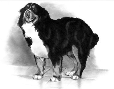 Bernese dağ köpeği karakalem