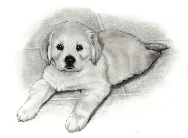 Zlatý retrívr štěně kresba tužkou — Stock fotografie