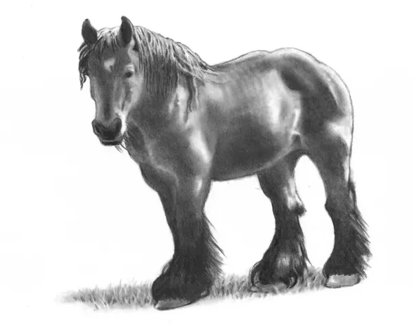 Disegno a matita di un cavallo belga Draft — Foto Stock