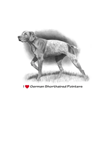 Pencil Drawing of German Short-Haired Pointer — Stock Photo, Image