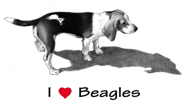 Me encanta Beagle, Dibujo a lápiz —  Fotos de Stock