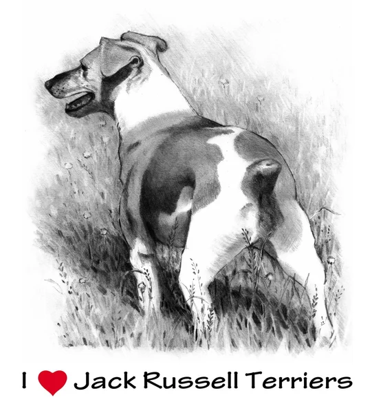 Jag älskar jack russel terrier — Stockfoto