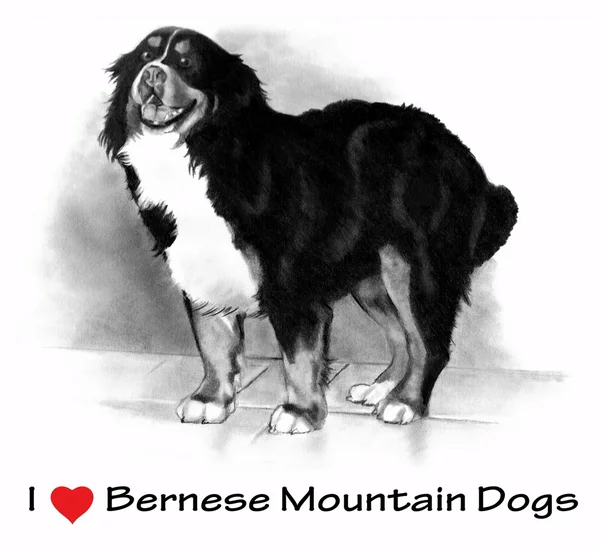 Kocham psy górskie Berneńskich (serca), rysunek ołówkiem — Zdjęcie stockowe