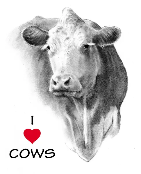 I Love (Heart) Cows: Pencil Drawing — Stock Photo, Image