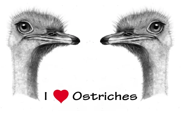 Eu amo avestruzes (coração) — Fotografia de Stock