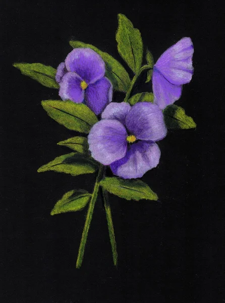 Purple Pansies on Black, in Color Pencil — Stock Photo, Image