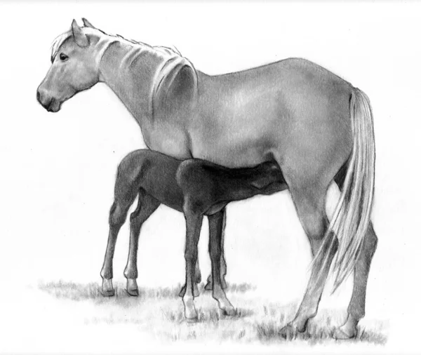 铅笔素描的母亲马和小马 — 图库照片