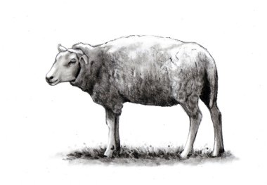 Pencil Drawing of Standing Sheep clipart