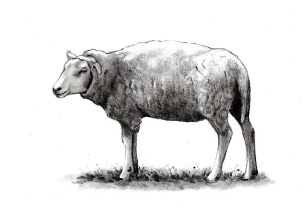 Ołówkiem rysunek stojący owiec — Zdjęcie stockowe