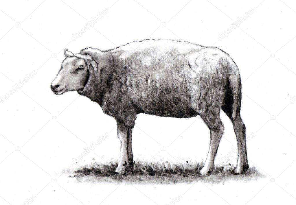Pencil Drawing of Standing Sheep