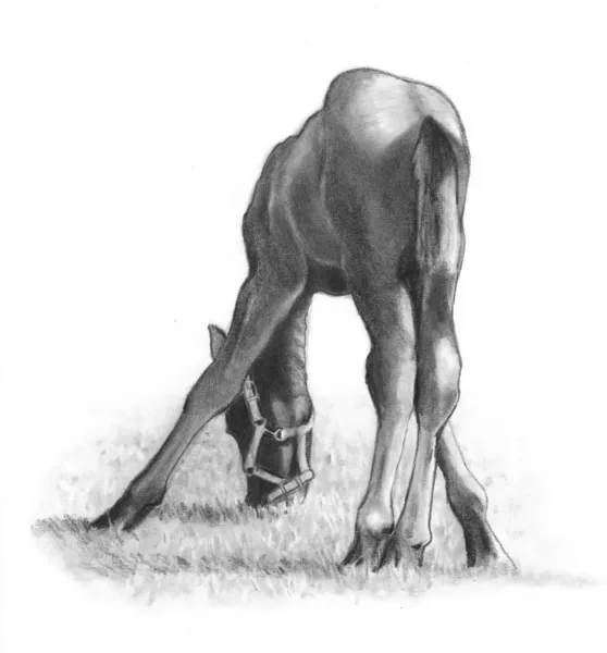 Unga hästen äta gräs: Blyertsteckning — Stockfoto