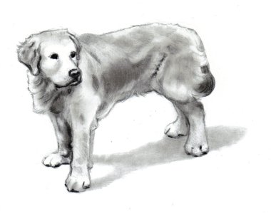 Dog Standing: Golden Retriever, Pencil Drawing clipart