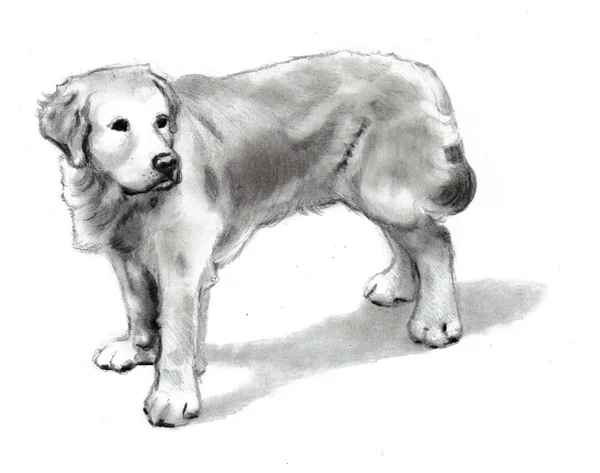 Dog Standing: Golden Retriever, Pencil Drawing — Stock Photo, Image