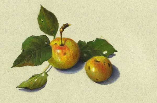 Manzanas silvestres: Naturaleza muerta en el lápiz de color — Foto de Stock