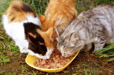 Three cats having a breakfast clipart