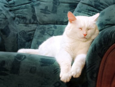 White cat sleeping clipart