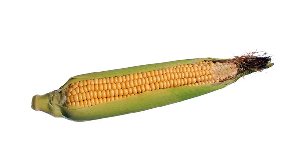 Свежая спелая кукуруза — стоковое фото