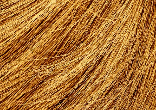 Grunge textuur van het droog gras — Stockfoto
