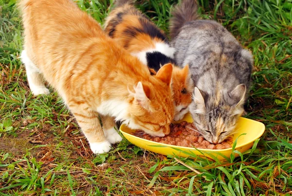 Üç kedi — Stok fotoğraf