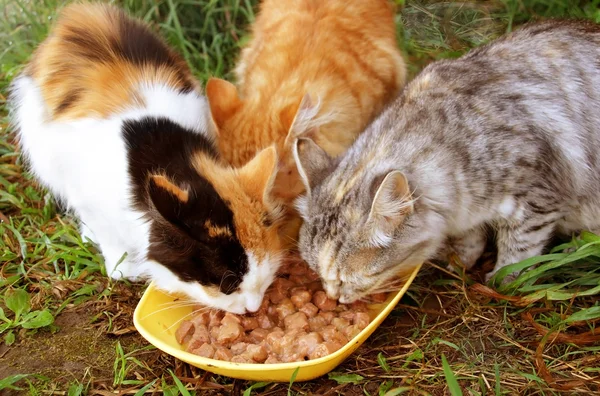 Trzy koty jedzą śniadanie. — Zdjęcie stockowe