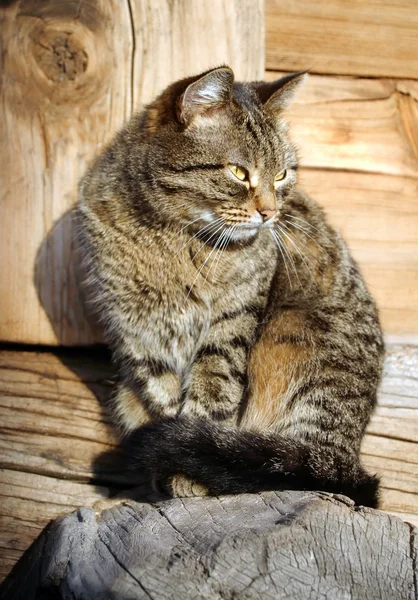 素敵な猫 — ストック写真