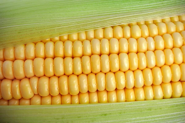 Ízletes érett kukorica — Stock Fotó