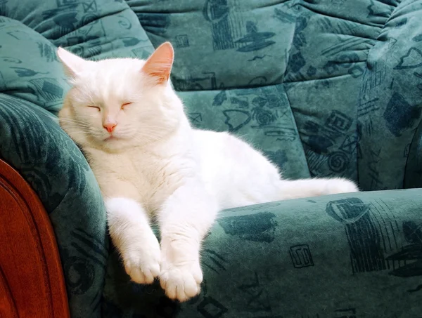 Beyaz Kedi uyuyor — Stok fotoğraf