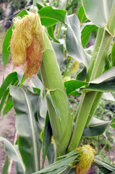 Zelené kukuřice — Stock fotografie