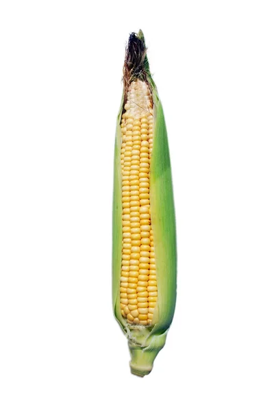 Érett kukorica elszigetelt — Stock Fotó