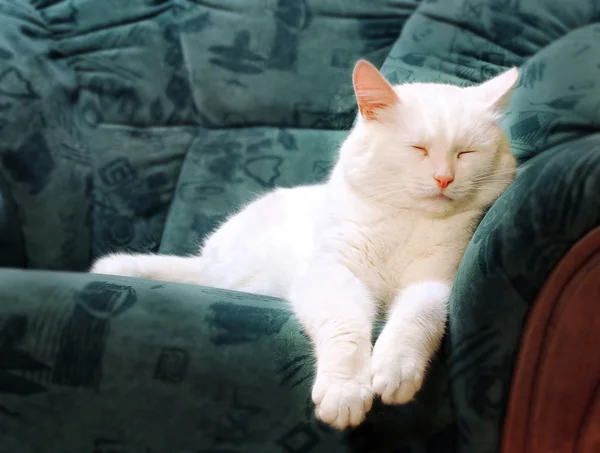 Bílá kočka spící — Stock fotografie