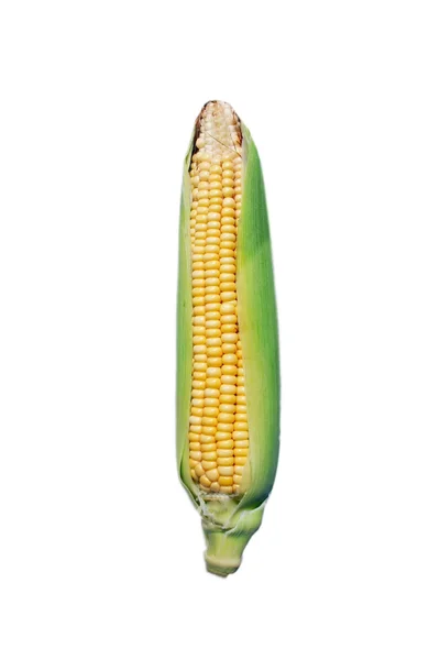 成熟的玉米隔离 — 图库照片
