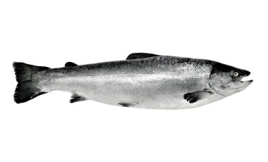 Big salmon fish isolated clipart