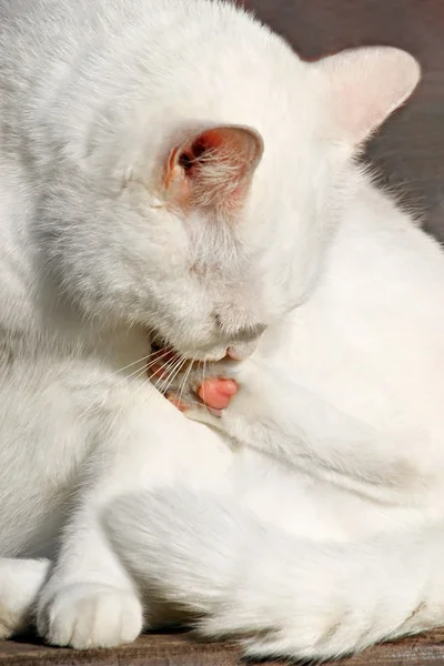 White cat licking — Stock Photo, Image