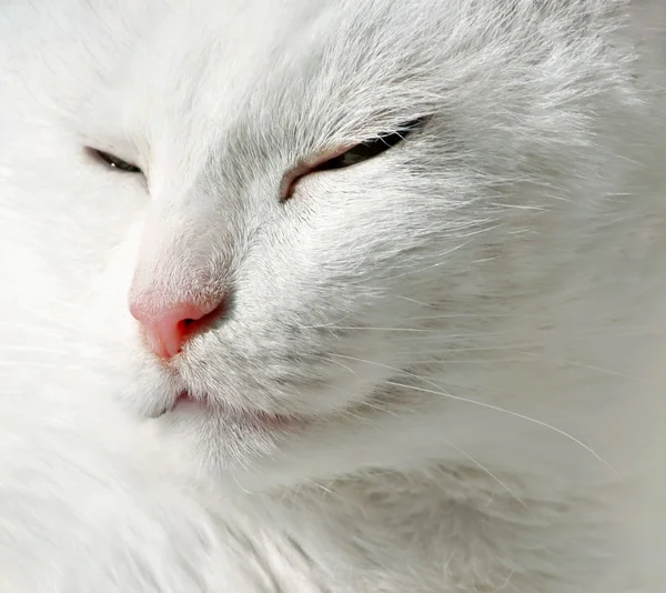Закрыть белую кошку — стоковое фото