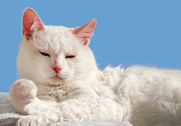 美容白いペルシャ猫 — ストック写真